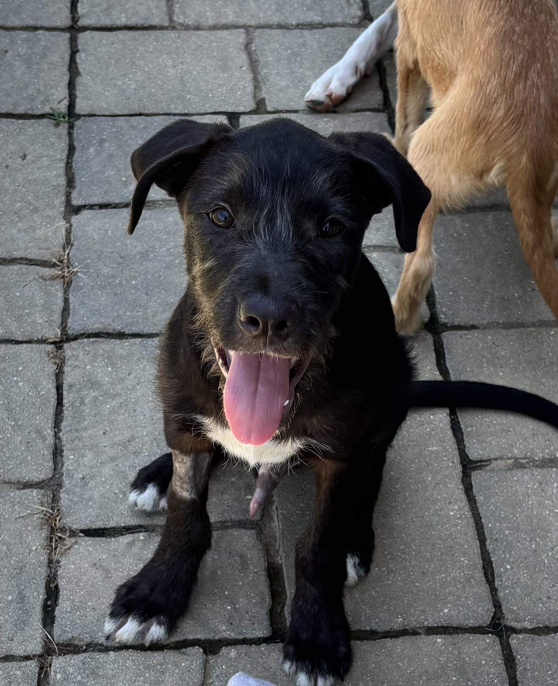 Enlarge Maui, a ADOPTABLE Mixed Breed in Louisville, KY image 4/4