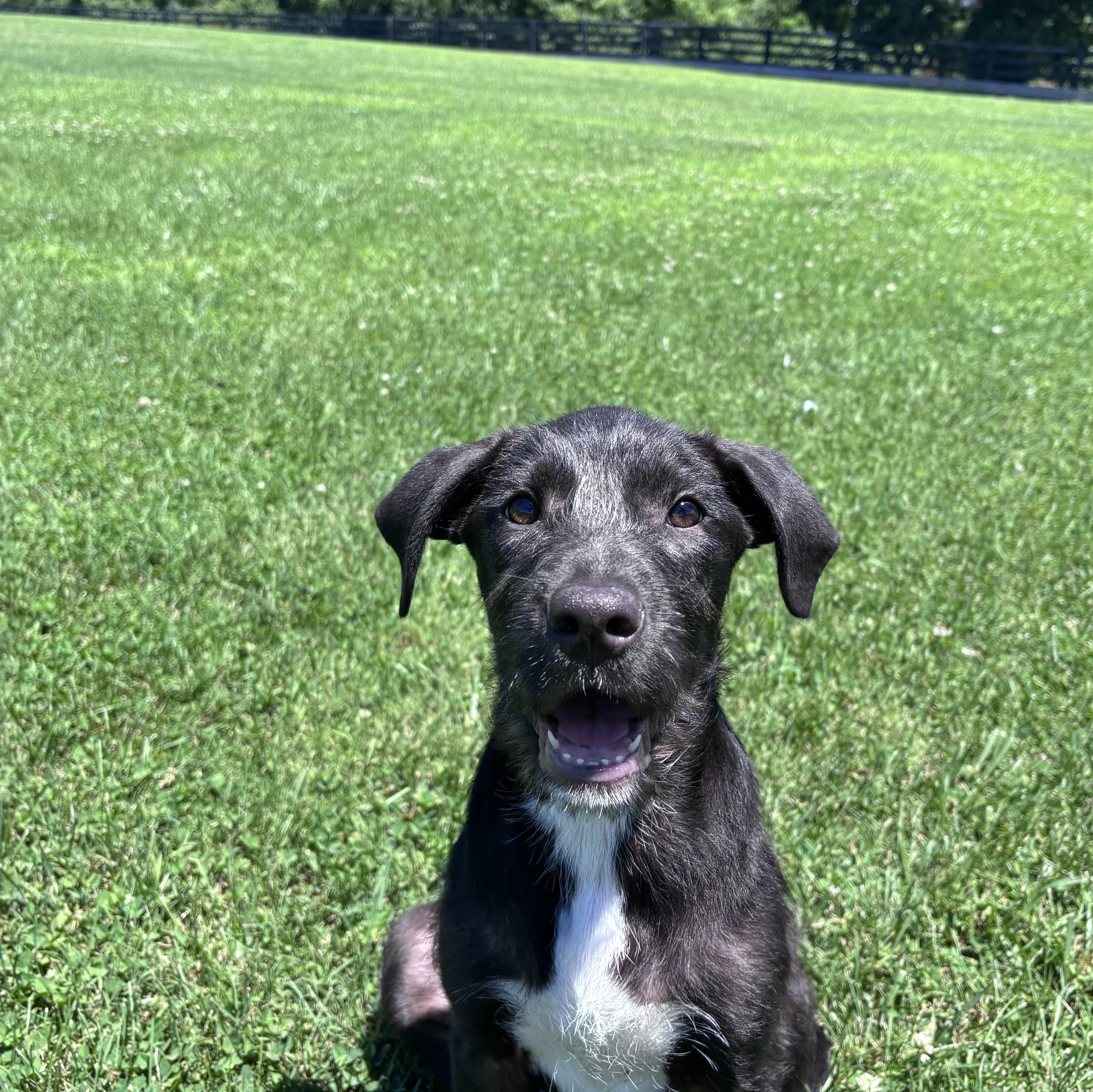 Enlarge Maui, a ADOPTABLE Mixed Breed in Louisville, KY image 1/4