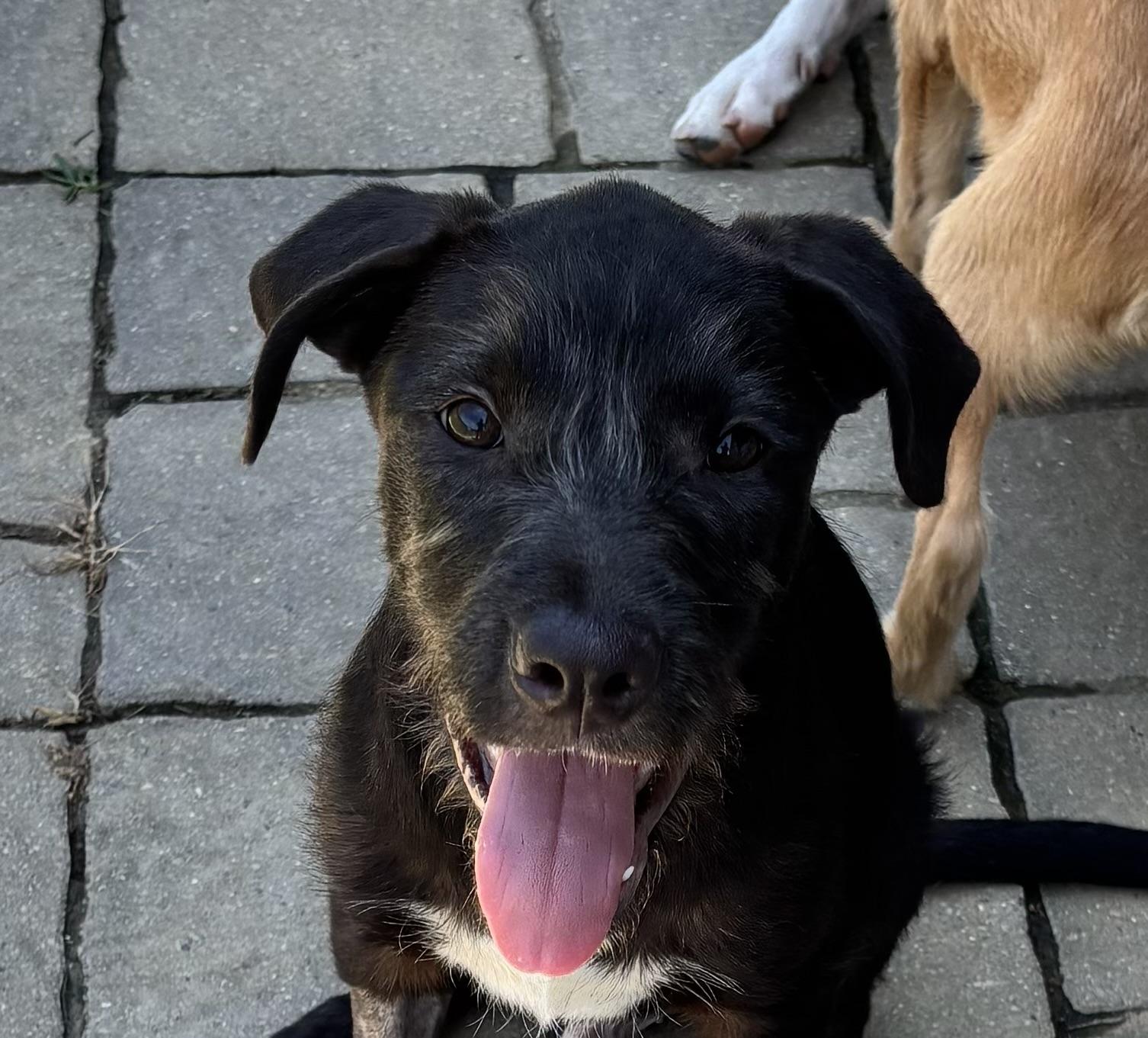 Maui, a ADOPTABLE Mixed Breed in Louisville, KY image 1/3