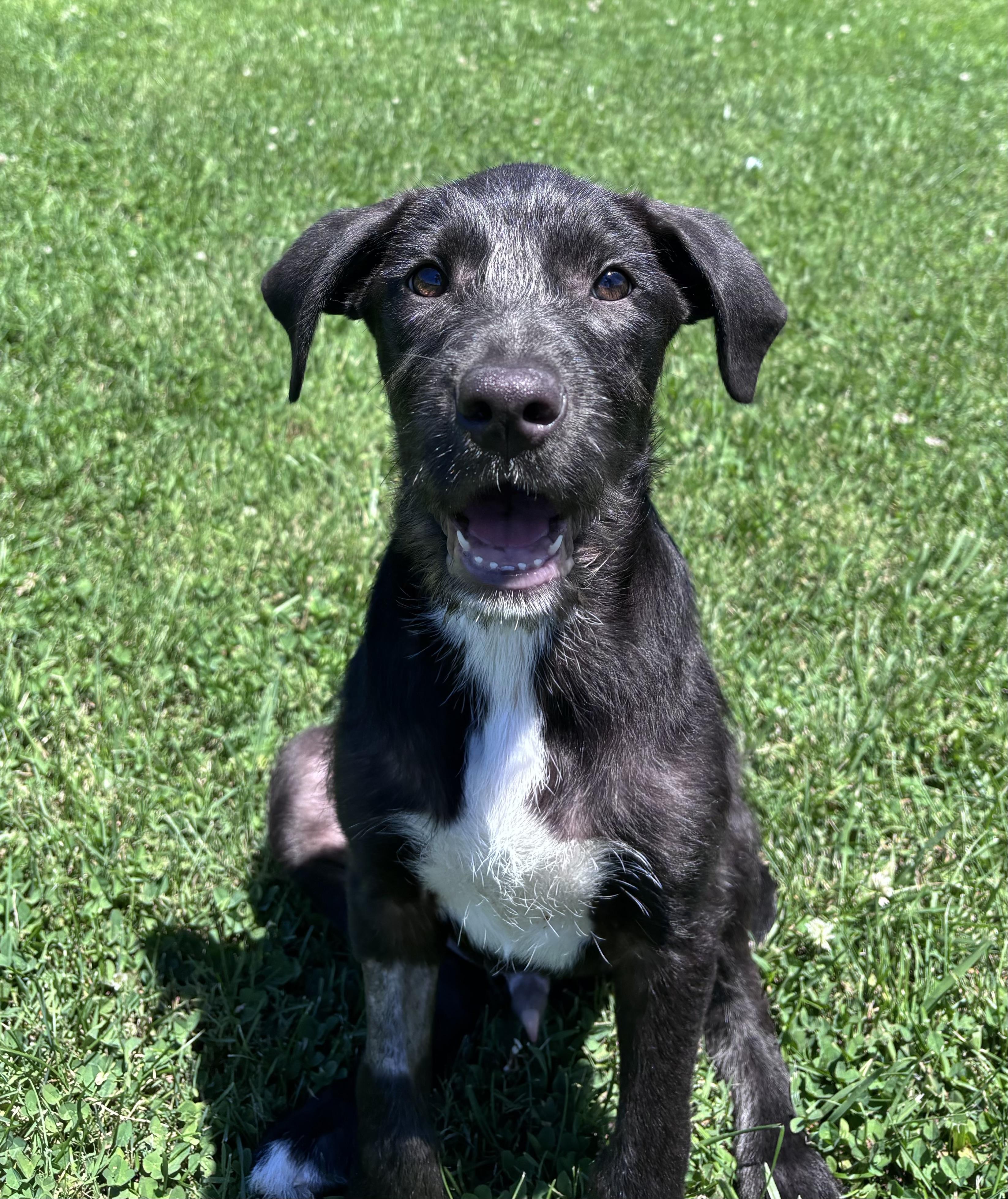 Maui, a ADOPTABLE Mixed Breed in Louisville, KY image 2/3