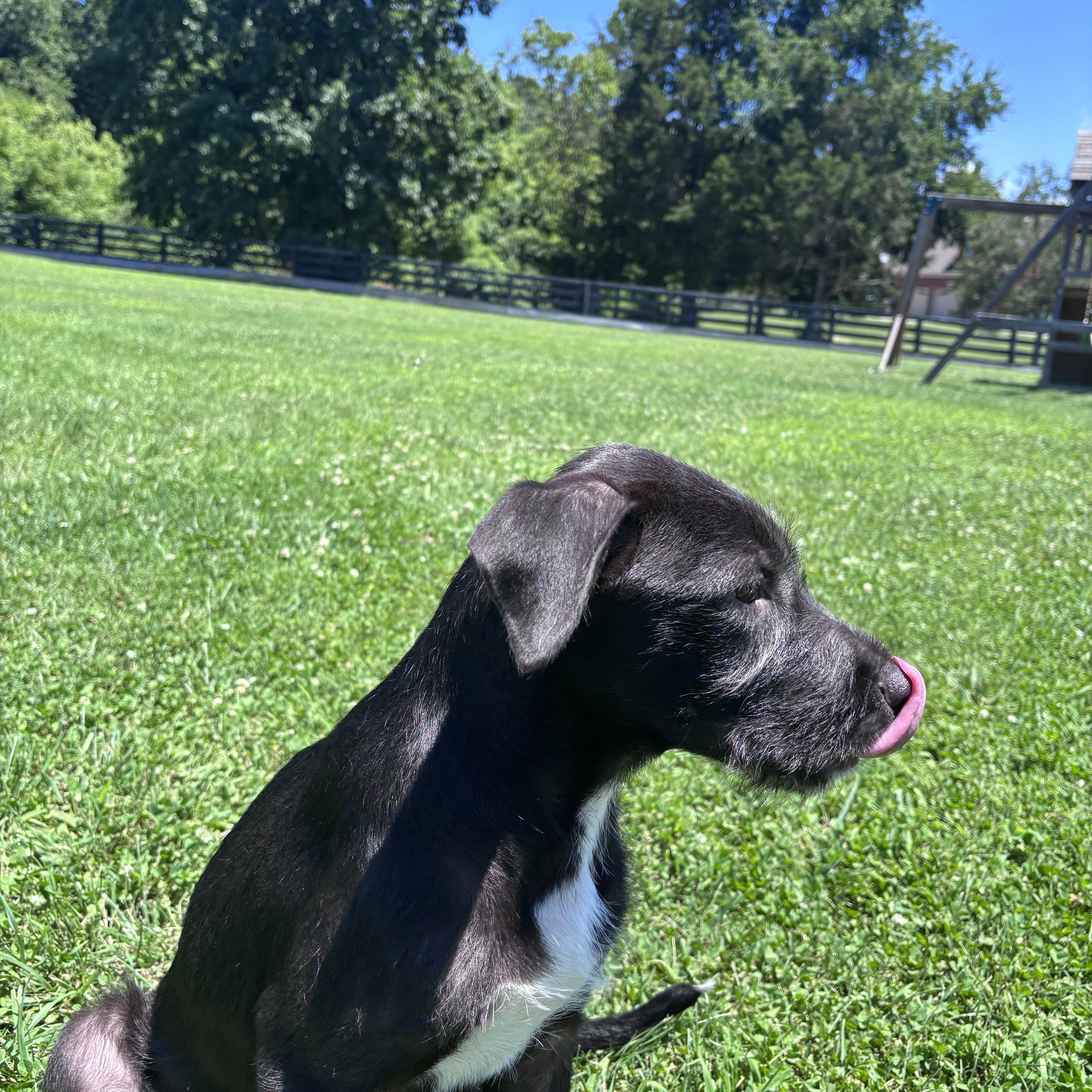 Enlarge Maui, a ADOPTABLE Mixed Breed in Louisville, KY image 2/4