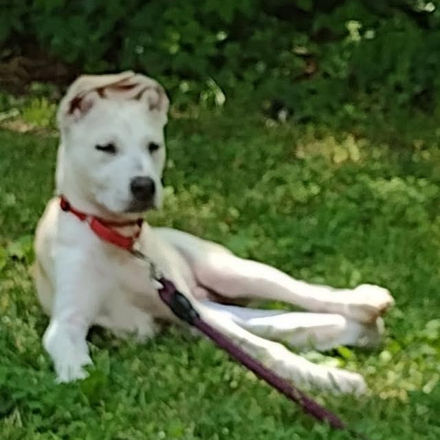 FINLEY, Adoptable, Puppy Male German Shepherd Dog & Husky.