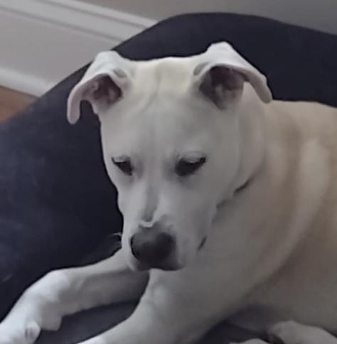 Enlarge FINLEY, a Adoptable mixed breed in East Flat Rock, NC image 2/6