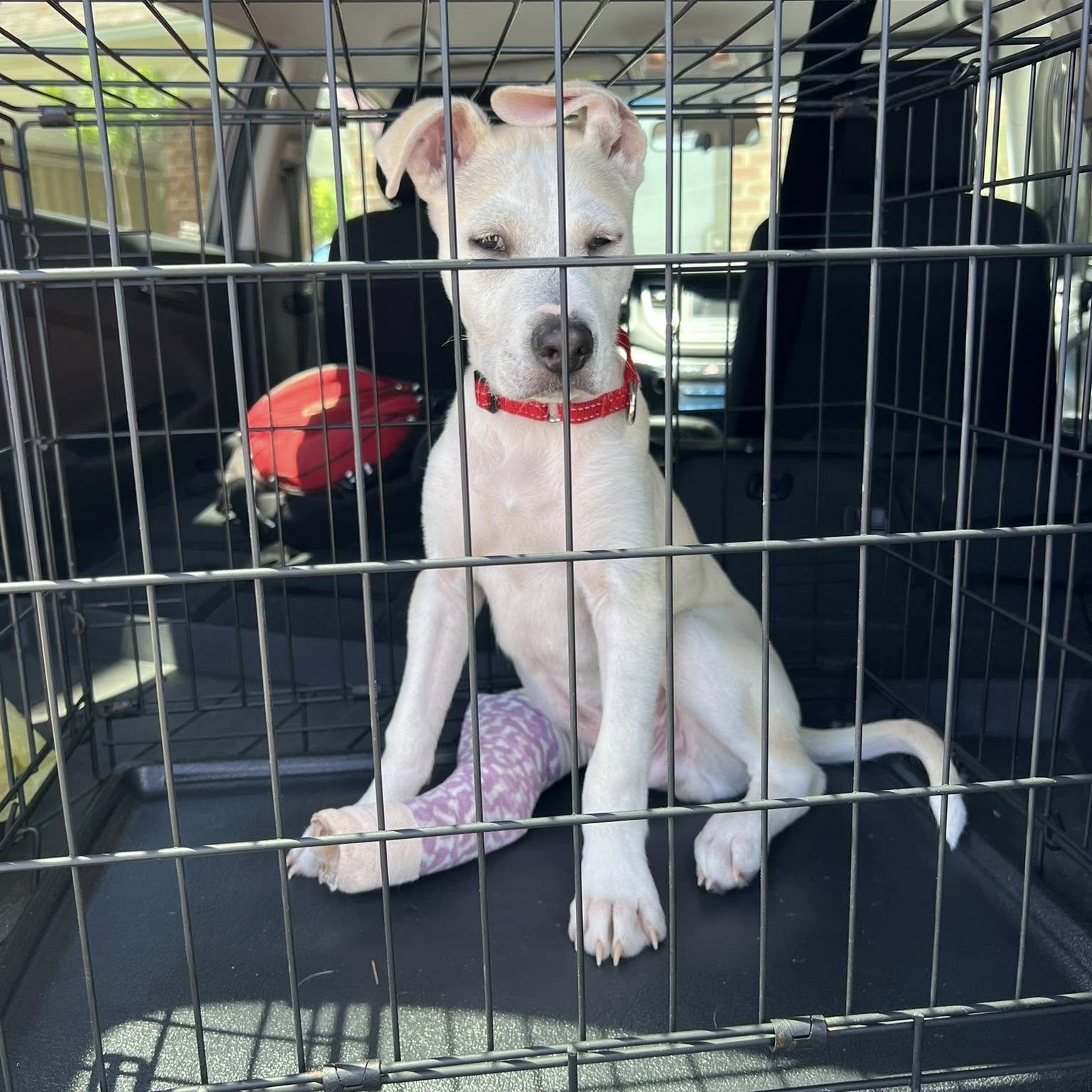 Enlarge FINLEY, a Adoptable mixed breed in East Flat Rock, NC image 3/6