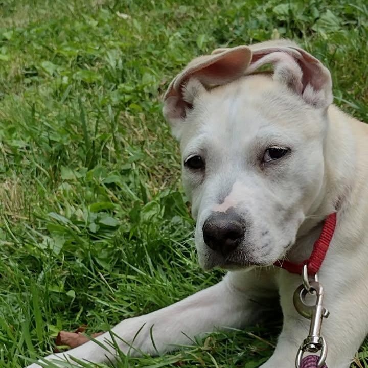 Enlarge FINLEY, a Adoptable mixed breed in East Flat Rock, NC image 2/6