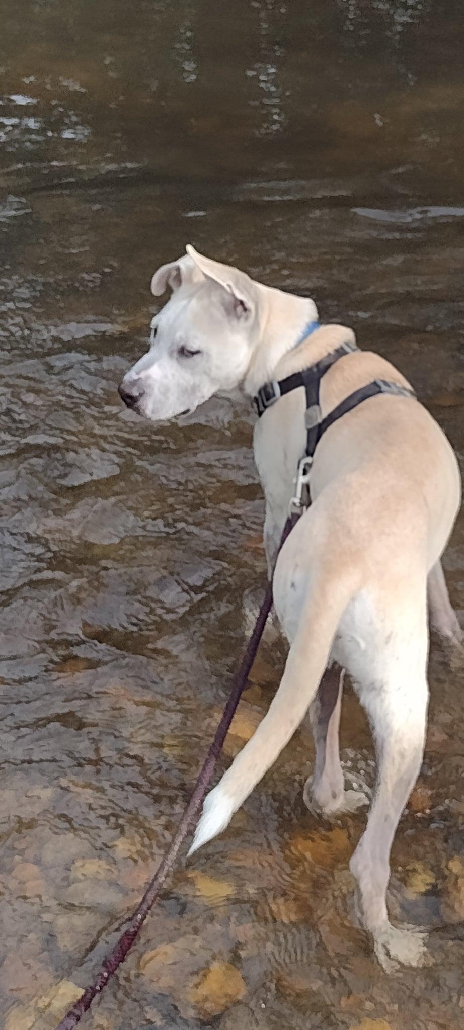 Enlarge FINLEY, a Adoptable mixed breed in East Flat Rock, NC image 6/6
