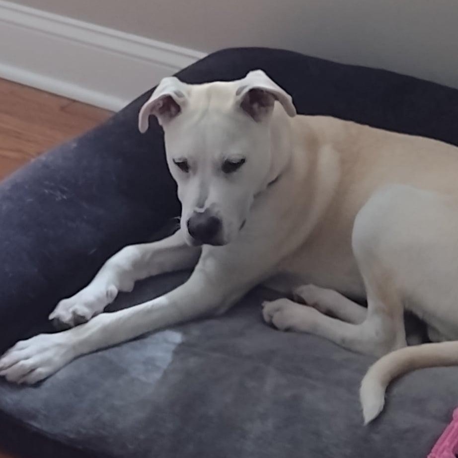 Enlarge FINLEY, a Adoptable mixed breed in East Flat Rock, NC image 3/6