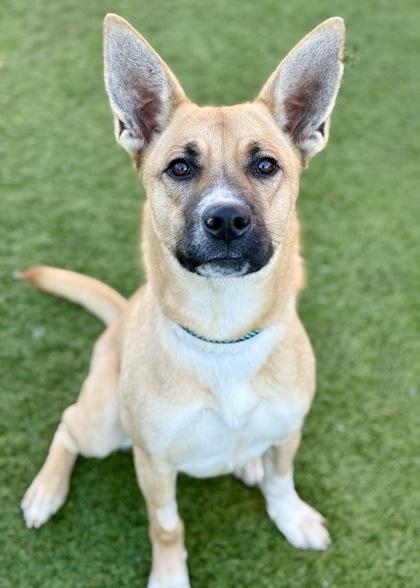 Enlarge Elsie, a ADOPTABLE mixed breed in Red Bluff, CA image 3/3