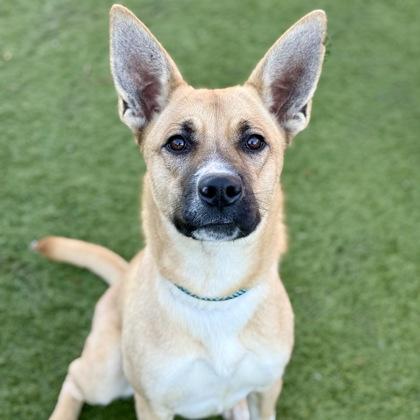 Enlarge Elsie, a ADOPTABLE mixed breed in Red Bluff, CA image 2/3