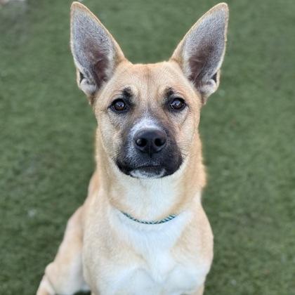 Enlarge Elsie, a ADOPTABLE mixed breed in Red Bluff, CA image 1/3