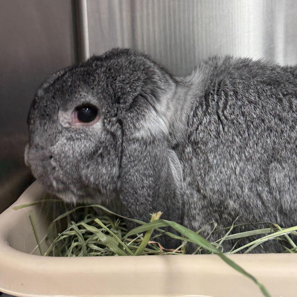 Beau, Adoptable, Adult Male Mini Lop.