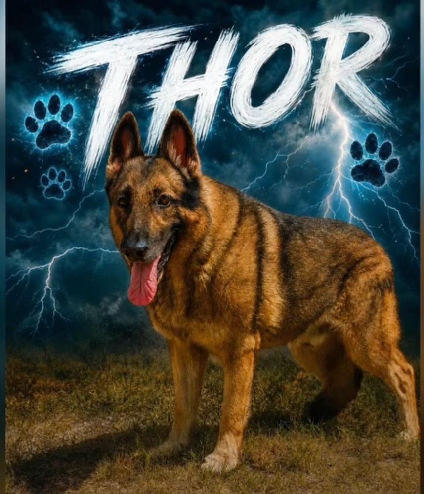 Thor, Adoptable, Adult Male German Shepherd Dog.