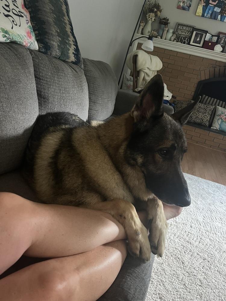 Enlarge Thor, a Adoptable mixed breed in Plymouth, MI image 2/3