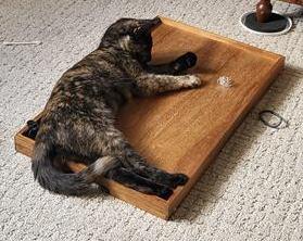 Midge, Adoptable, Young Female Domestic Short Hair.