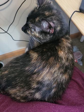 Enlarge Midge, a Adoptable Domestic Short Hair in West Milton, OH image 2/2