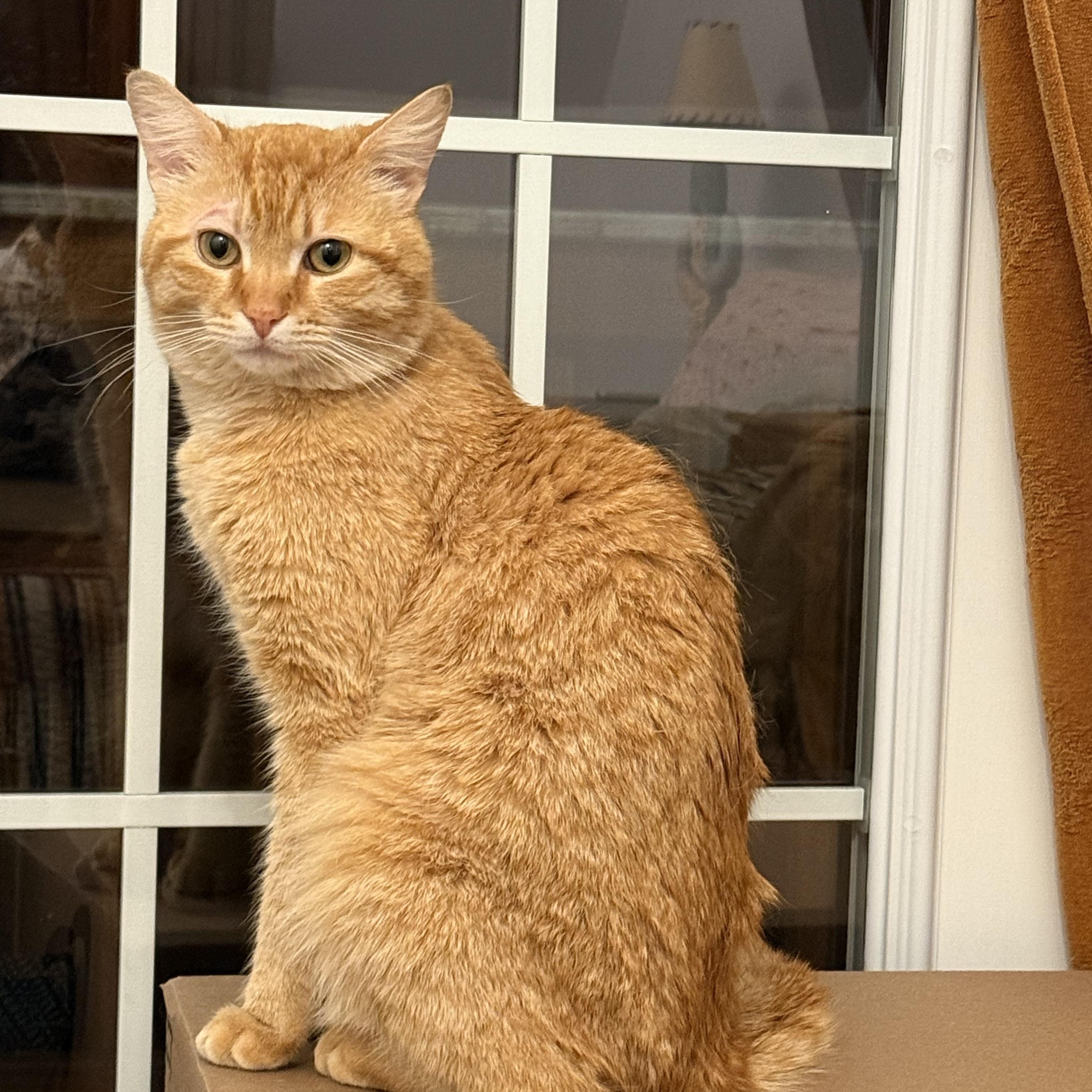 Enlarge Litter Dipper, a Adopted Domestic Short Hair in Gaylordsville, CT image 4/6