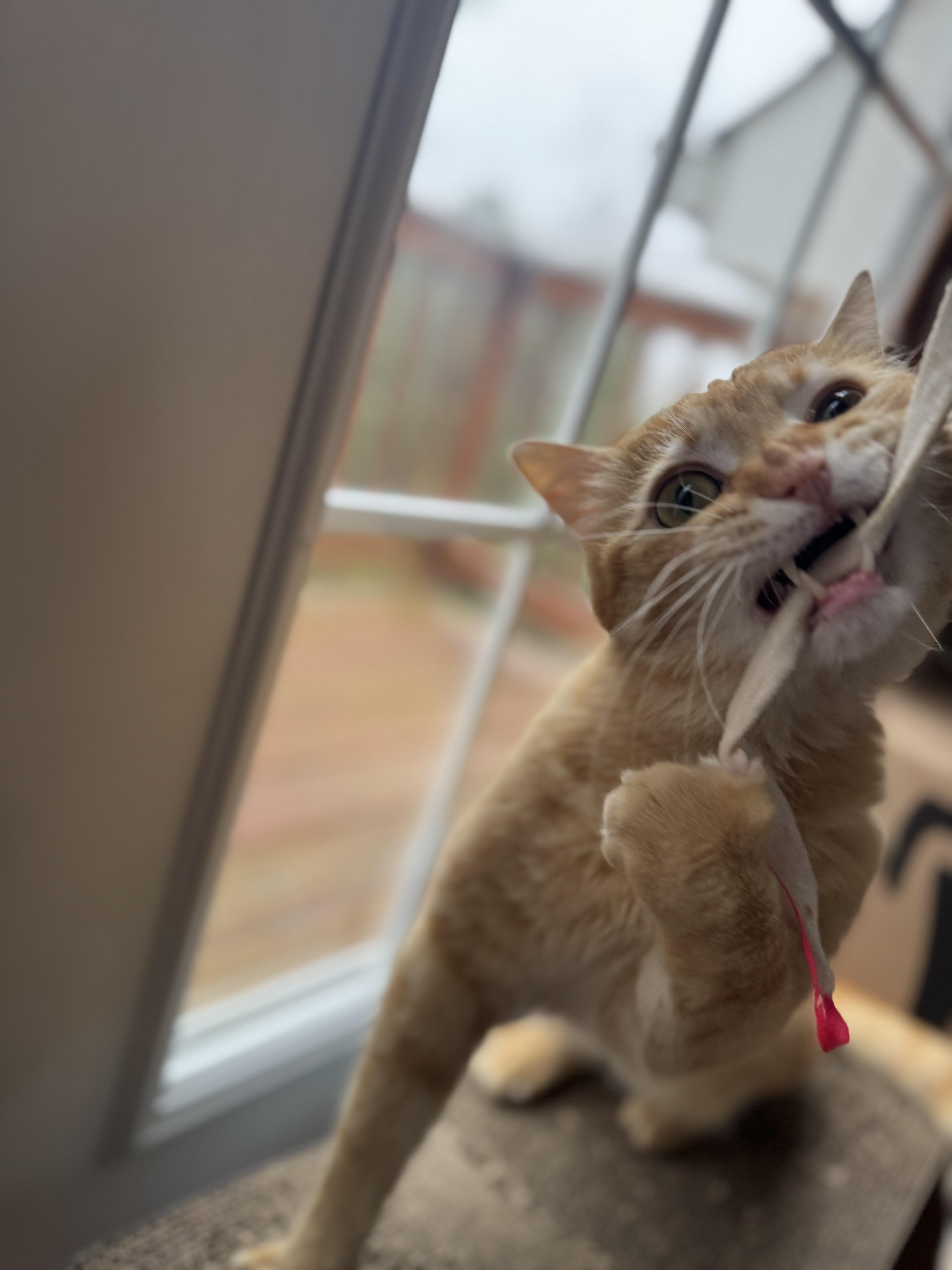 Enlarge Litter Dipper, a Adopted Domestic Short Hair in Gaylordsville, CT image 6/6