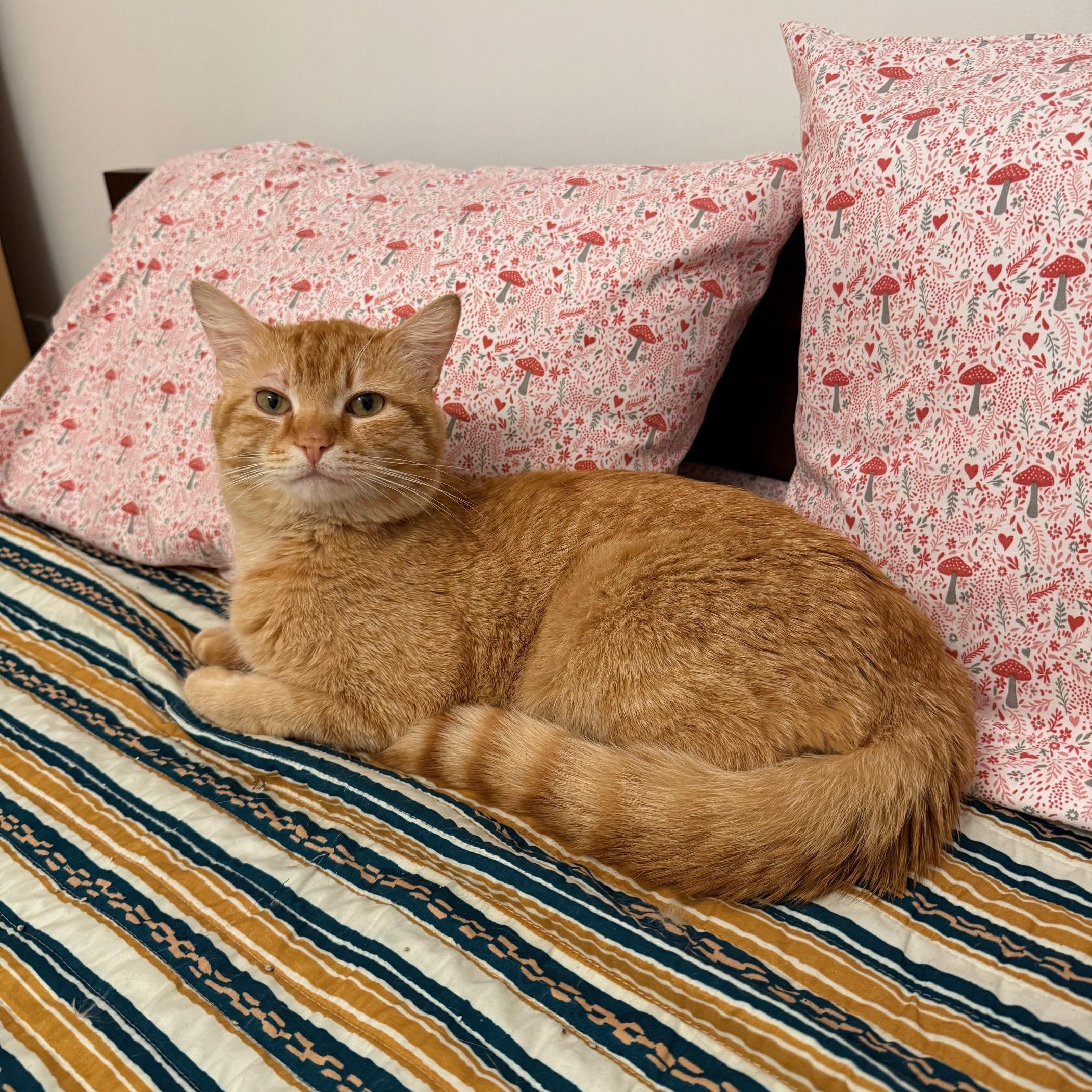 Enlarge Litter Dipper, a Adopted Domestic Short Hair in Gaylordsville, CT image 3/6