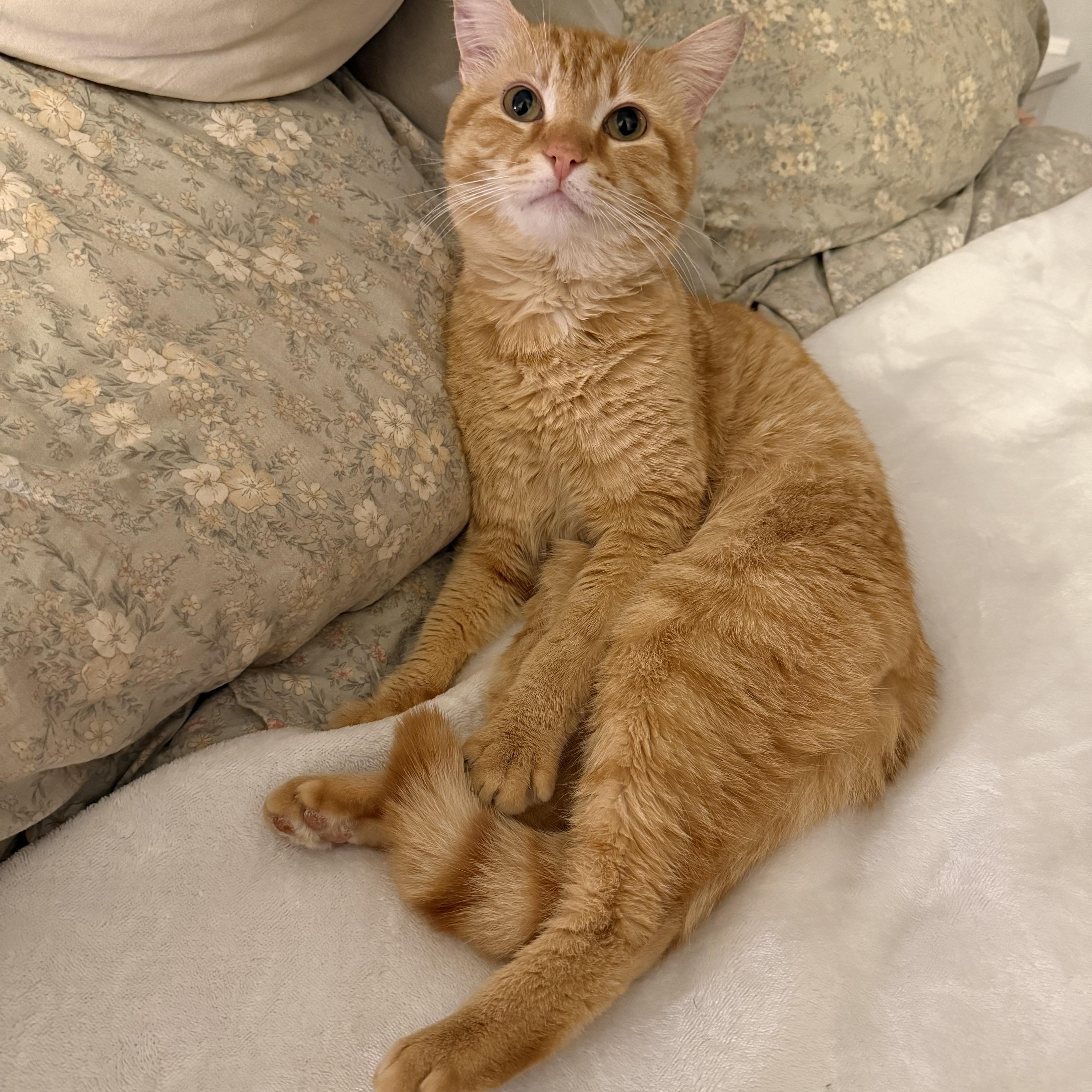 Enlarge Litter Dipper, a Adopted Domestic Short Hair in Gaylordsville, CT image 2/6