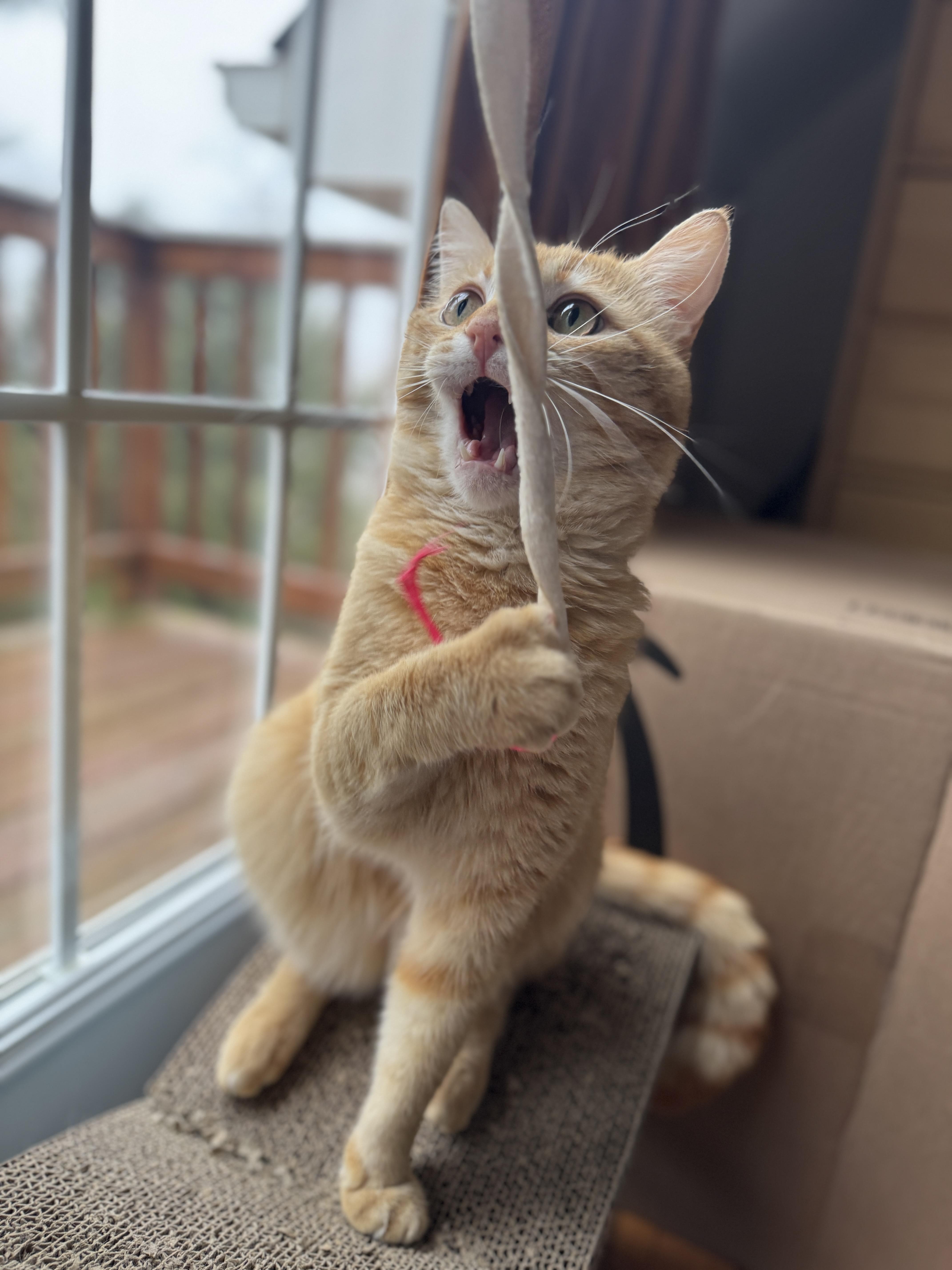 Enlarge Litter Dipper, a Adopted Domestic Short Hair in Gaylordsville, CT image 1/6