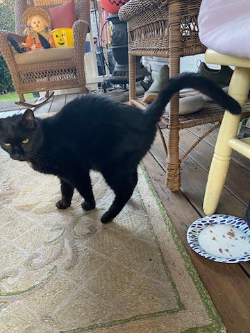 Enlarge Honey Boy*, a Adoptable Domestic Short Hair in Trexlertown, PA image 1/3