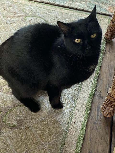 Enlarge Honey Boy*, a Adoptable Domestic Short Hair in Trexlertown, PA image 2/3