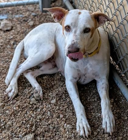 Iris, Adoptable, Adult Female Mixed Breed & Mixed Breed.