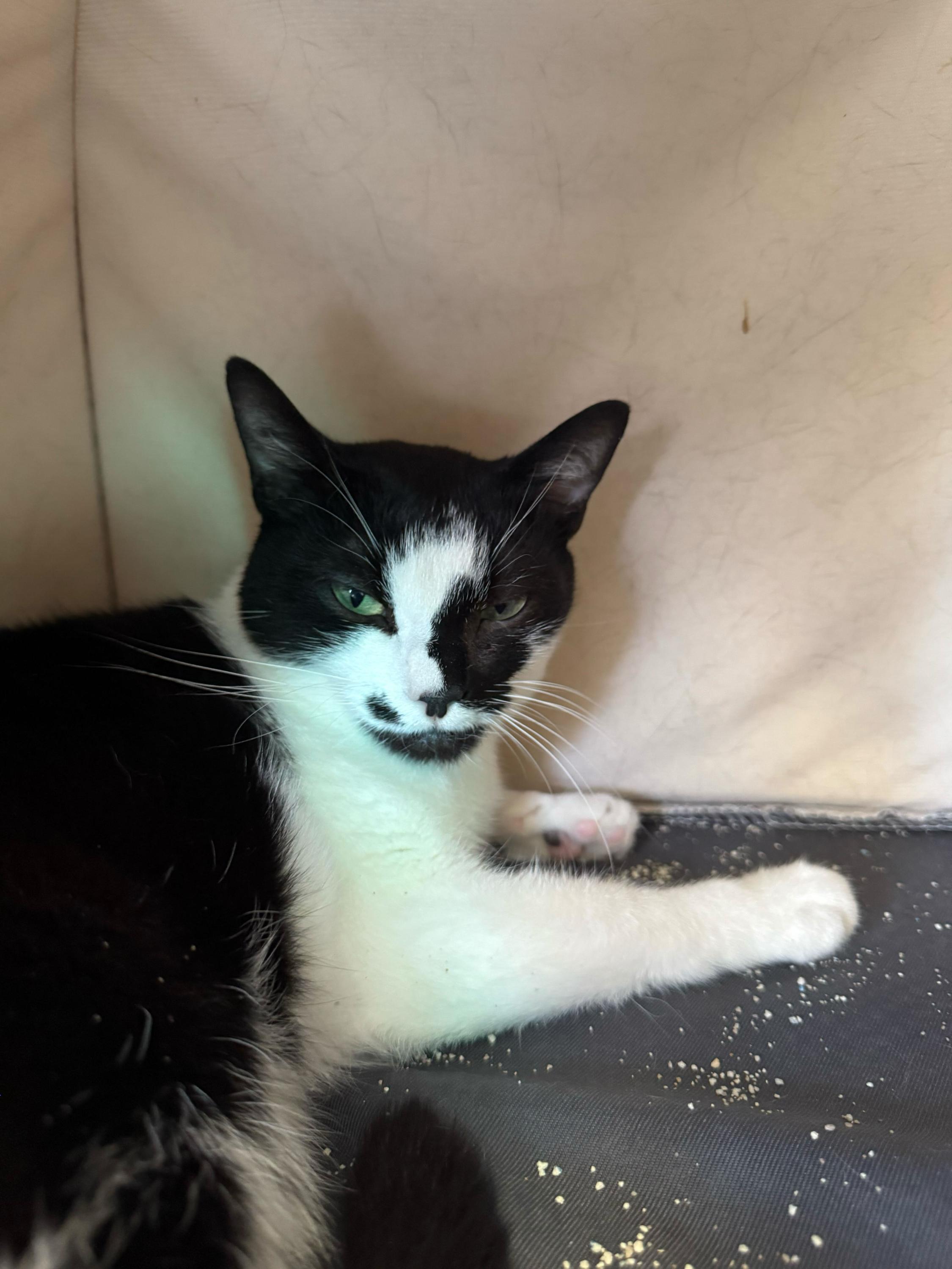 Enlarge Neil, a ADOPTABLE Domestic Short Hair in Pacific Palisades, CA image 1/1