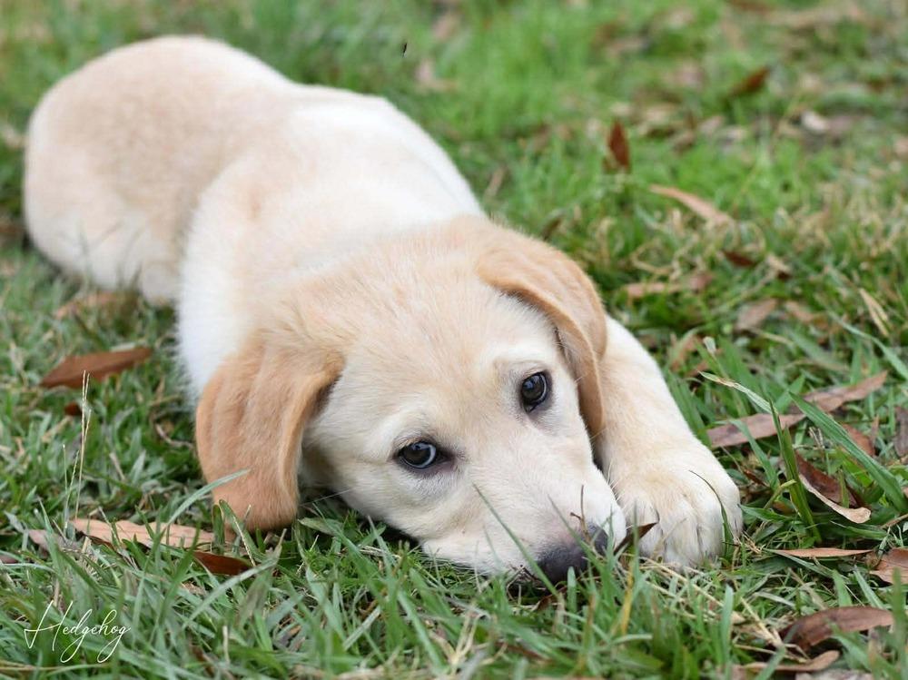 Hedgehog thumbnail 5