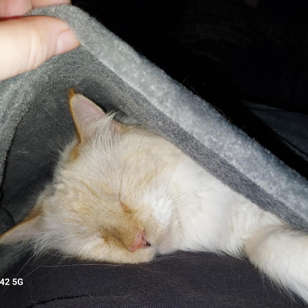 Diamond, Adoptable, Senior Male Siamese.