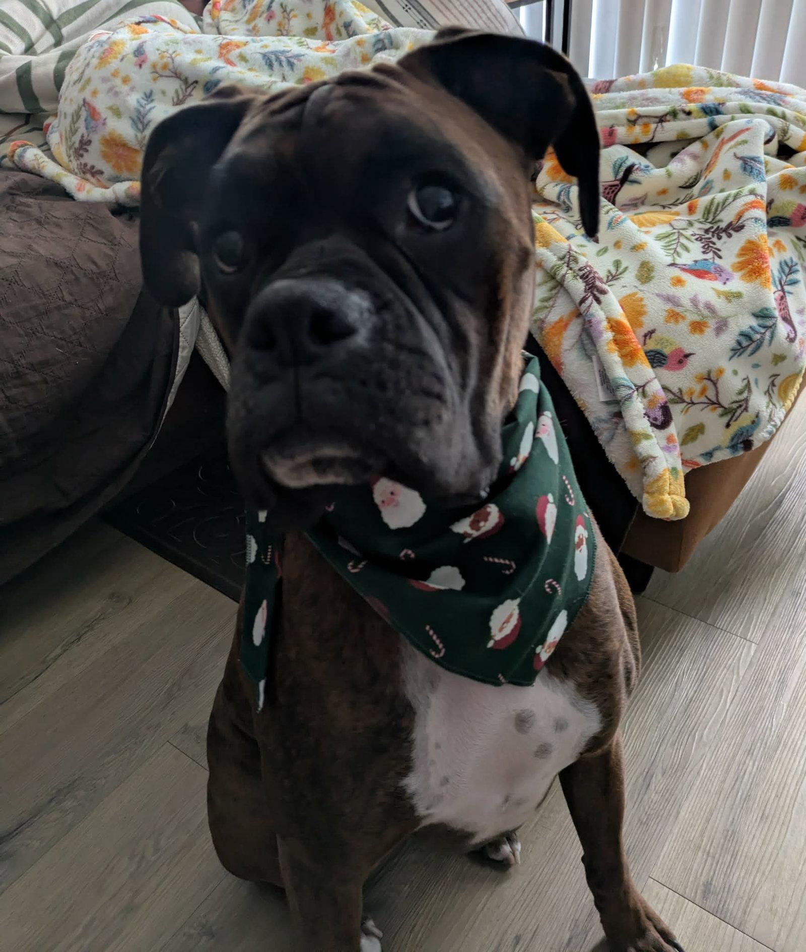 Enlarge Maverick - ADOPTION PENDING!!!, a Adoptable Boxer in Shakopee, MN image 1/3