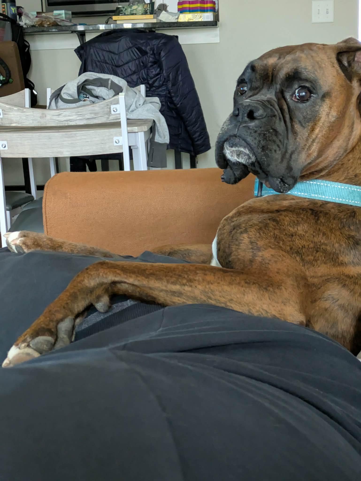 Enlarge Maverick - ADOPTION PENDING!!!, a Adoptable Boxer in Shakopee, MN image 2/3