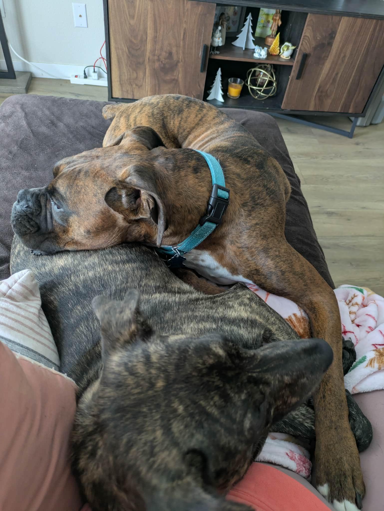 Enlarge Maverick - ADOPTION PENDING!!!, a Adoptable Boxer in Shakopee, MN image 3/3