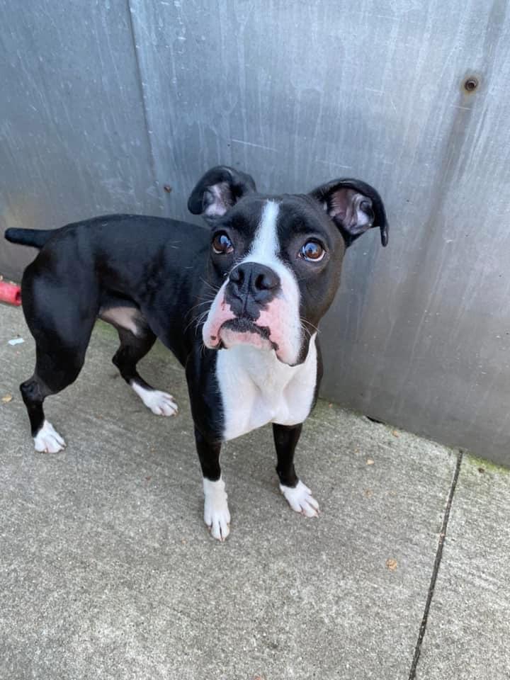 Enlarge Nisha, a Adoptable Boxer in Torrington, CT image 2/5