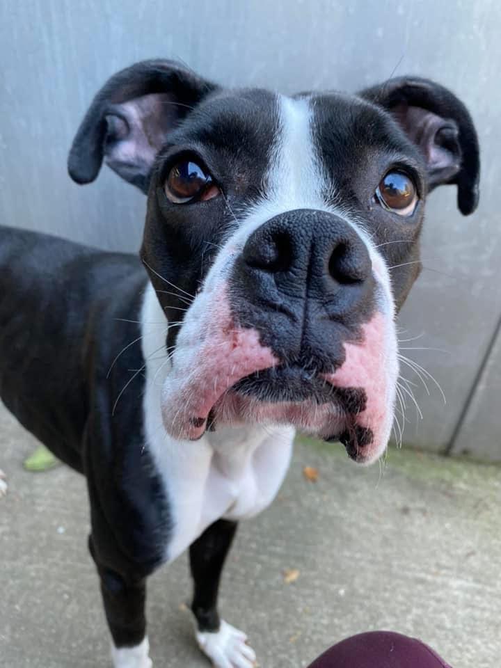 Enlarge Nisha, a Adoptable Boxer in Torrington, CT image 3/5