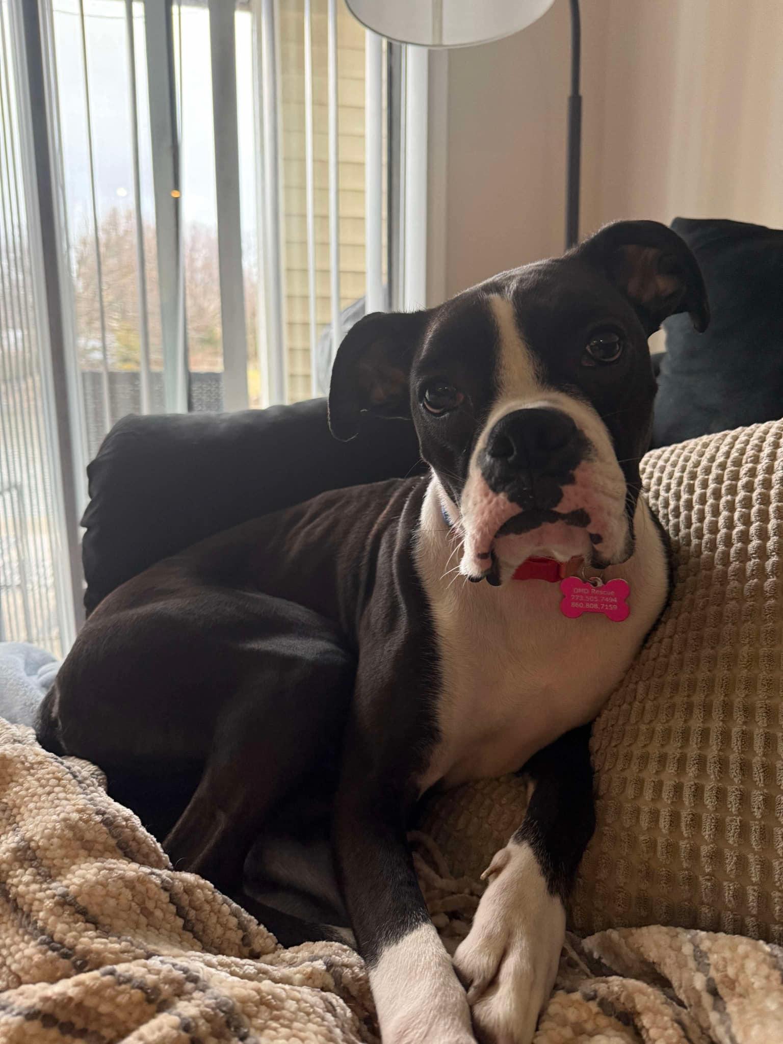 Enlarge Nisha, a Adoptable Boxer in Torrington, CT image 4/5