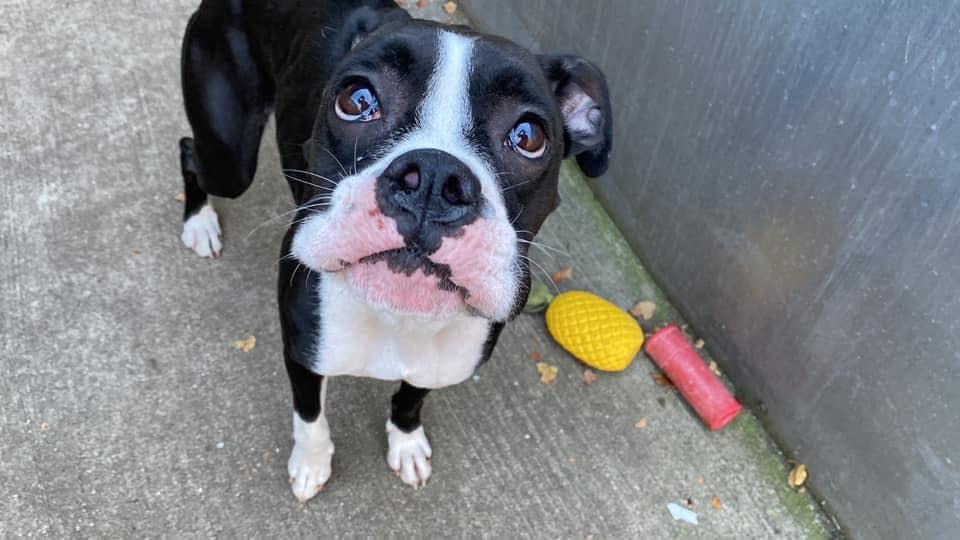 Enlarge Nisha, a Adoptable Boxer in Torrington, CT image 5/5