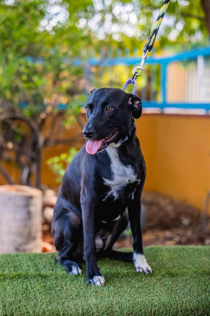 Louie, a Adoptable mixed breed in Anacortes, WA image 1/6