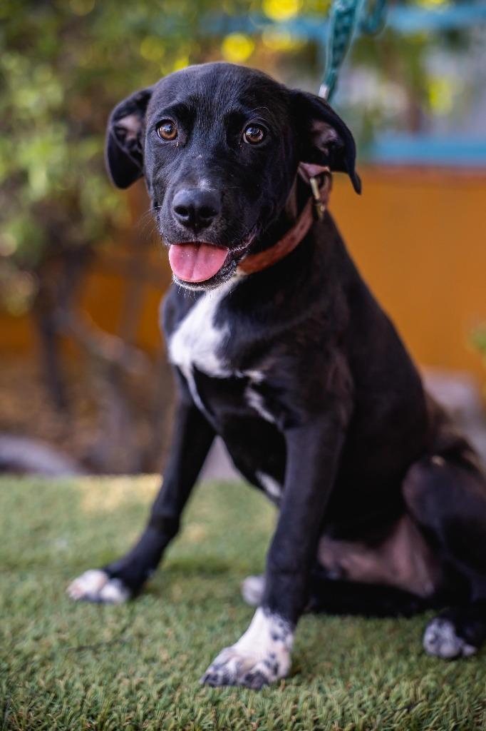 Louie, Adoptable, Puppy Male Labrador Retriever & Rat Terrier.