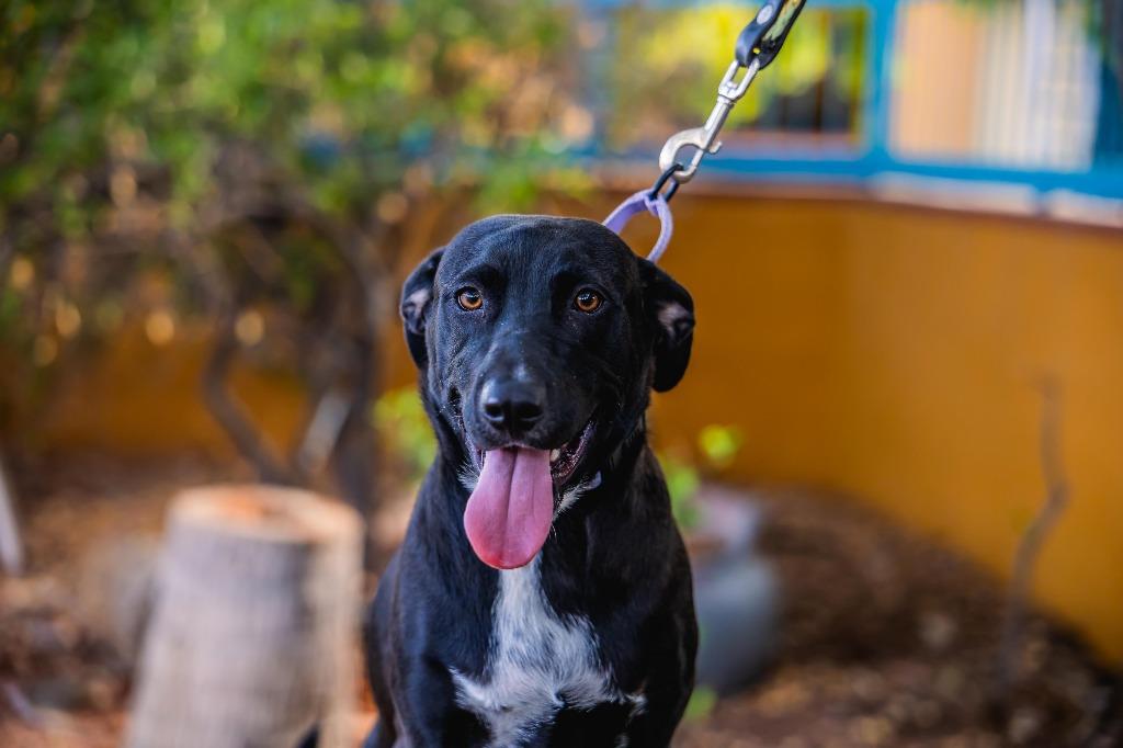 Louie, Adoptable, Puppy Male Labrador Retriever & Rat Terrier.