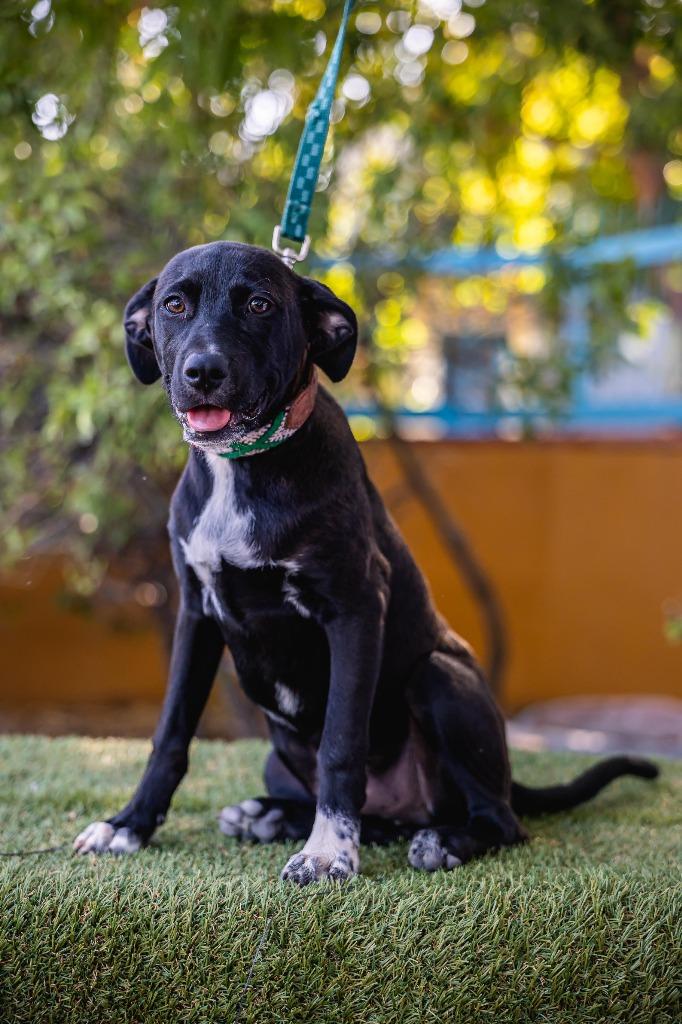 Louie, a Adoptable mixed breed in Anacortes, WA image 2/6