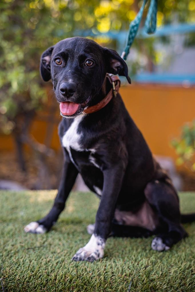 Louie, a Adoptable mixed breed in Anacortes, WA image 3/6