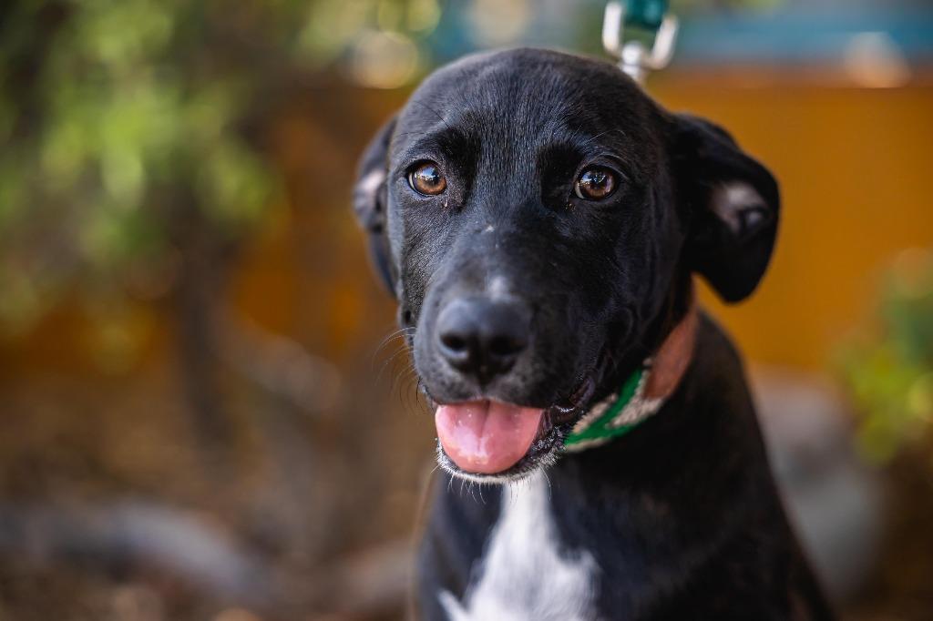 Louie, a Adoptable mixed breed in Anacortes, WA image 4/6