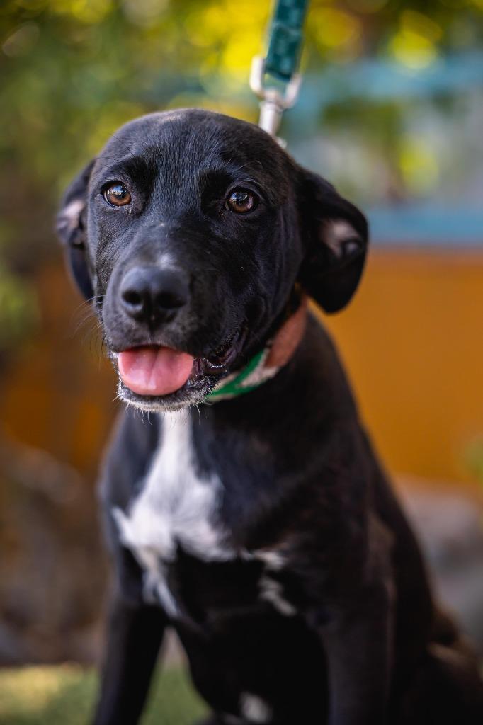 Louie, a Adoptable mixed breed in Anacortes, WA image 5/6