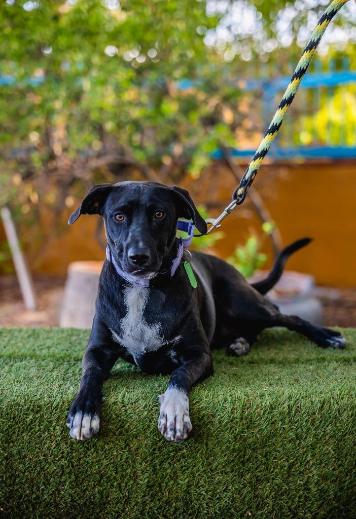 Enlarge Louie, a Adoptable mixed breed in Portland, OR image 1/6