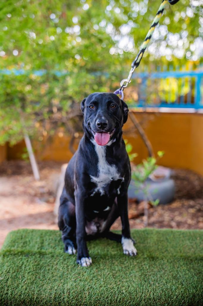 Louie, a Adoptable mixed breed in Anacortes, WA image 3/6