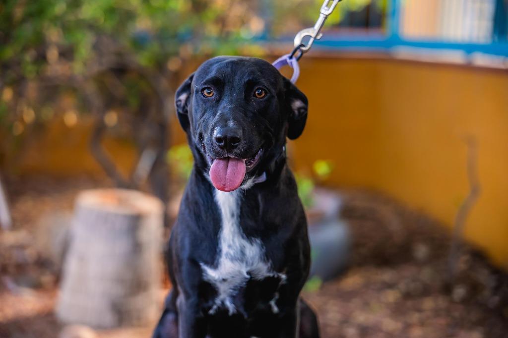 Louie, a Adoptable mixed breed in Anacortes, WA image 4/6