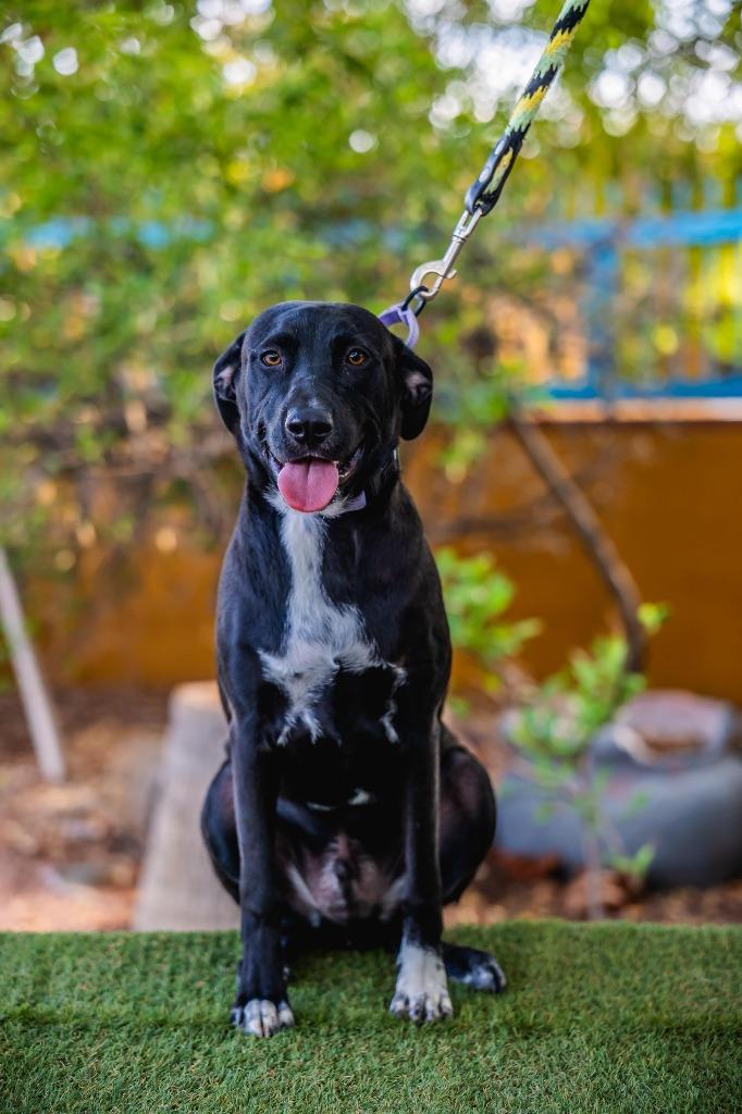 Louie, a Adoptable mixed breed in Anacortes, WA image 5/6