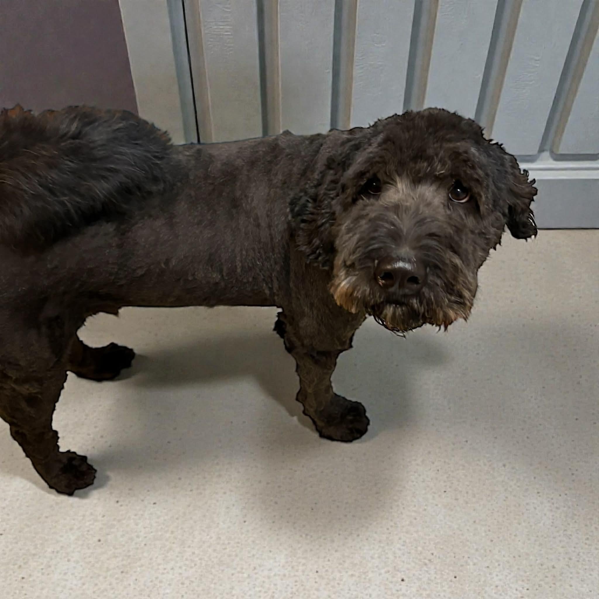 Enlarge Bennett, an adoption pending Goldendoodle in Yukon, OK image 2/2