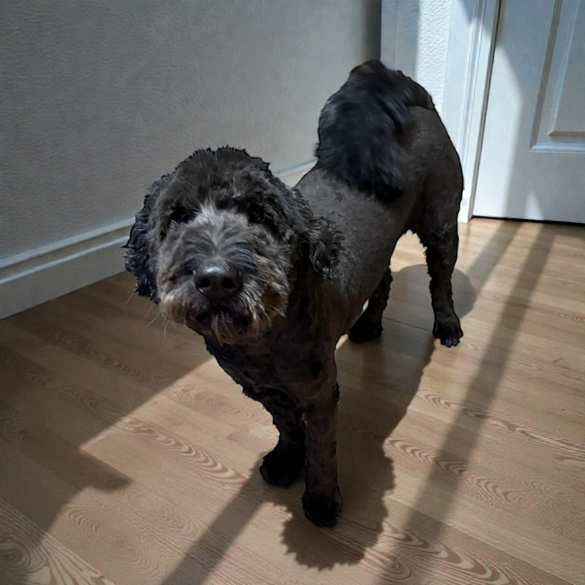 Enlarge Bennett, an adoption pending Goldendoodle in Yukon, OK image 1/2